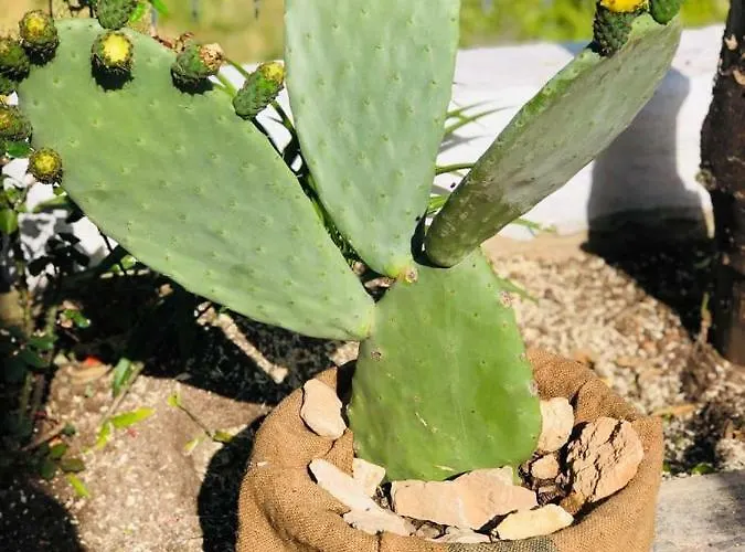 Hébergement de vacances Dimora Pierdomiceli *